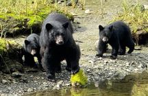 Ketchikan Deluxe City, Saxman Native Village and Wildlife Tour