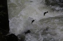 Ketchikan Deluxe City, Saxman Native Village and Wildlife Tour