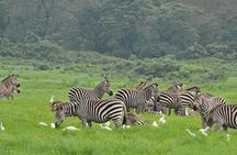 Arusha National Park Full Day Safari