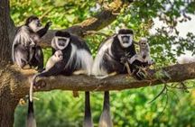 Arusha National Park Full Day Safari