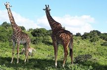 Arusha National Park Full Day Safari