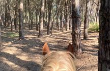 Beach and Pine Forest Horse Riding near Katakolo and Kourouta