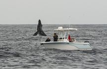 Premier Whale and Dolphin Watching