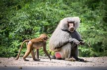 Blue Nile Gorge Gelada Baboons and Debre Libanos Tour