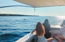 Dolphin Spotting Tour from St Pauls Bay Malta Experience