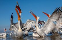 Day Trip to Lake Kerkini Greece Nature and Culture from Sofia