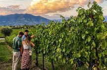 Tasting with winery visit in the heart of Franciacorta