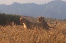 3 Days Taita Hills in Saltlick Lodge Private Safari from Mombasa