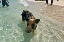Path to Paradise: Swimming Pigs Adventure | Rose Island