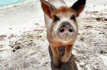 Path to Paradise: Swimming Pigs Adventure | Rose Island
