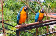 Macaw Sanctuary and City View