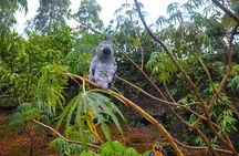 Macaw Sanctuary and City View