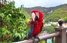 Macaw Sanctuary and City View