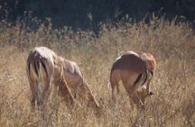 Rhino and Lion Park Safari