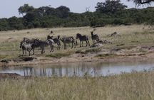 Chobe Full Day Trip