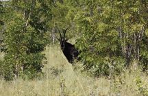 Chobe Full Day Trip