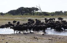 Chobe Full Day Trip
