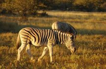 Chobe Full Day Trip