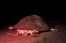 Spawning turtle sighting tour.