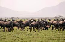 5-Day Great Migration Safari from Tanzania, Mara River and Big 5