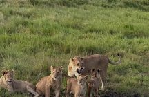 5-Day Great Migration Safari from Tanzania, Mara River and Big 5