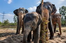 Hua Hin Wildlife Rescue Centre & Elephant Refuge Day Trip