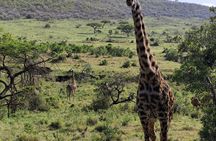 7 Day Kenya Highlights Amboseli to Masai Mara