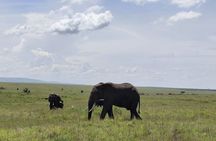 7 Day Kenya Highlights Amboseli to Masai Mara