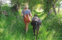 Scenic walks with mini donkeys, picnicking in the beautiful Brecon Beacons