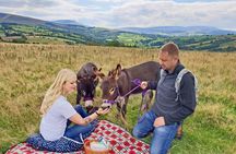 Scenic walks with mini donkeys, picnicking in the beautiful Brecon Beacons