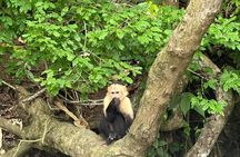 Panama Canal Animal Safari + Fruit Market