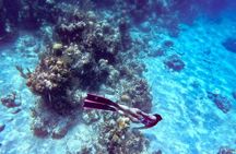Snorkel Beaches and Pigs Shoreline Tour