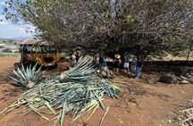 Tour to Tequila from Guadalajara: Barrel Tour