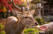 Nara: Must see attractions tour with English Speaking Guide