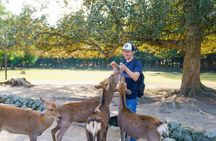 Nara: Must see attractions tour with English Speaking Guide