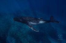 Swim with Humpback Whales Adventure