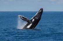 Swim with Humpback Whales Adventure