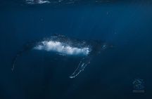 Swim with Humpback Whales Adventure