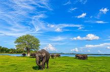 Minneriya National Park Private Elephant Wildlife Safari