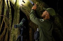 Guided Night Tour in Monteverde Cloud Forest