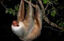 Guided Night Tour in Monteverde Cloud Forest