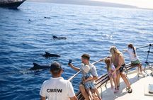 Discover Whales in Tenerife: Shared Yacht Tour, Swim & Lunch