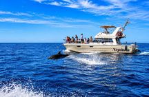 Discover Whales in Tenerife: Shared Yacht Tour, Swim & Lunch