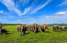 Minneriya National Park Private Elephant Wildlife Safari