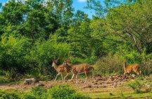 Minneriya National Park Private Elephant Wildlife Safari