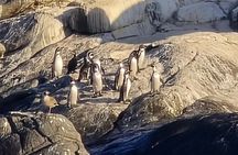 Papudo : Navigation, Penguin Watching and Riding