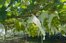 Private Fuji Tour Caves, Fruit and Hidden Yamanashi