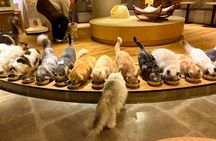 Tokyo Gotokuji Lucky Cat Temple, Shinjuku Cat Cafe & Giant 3D Cat