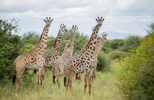 Classic Tanzania Safari: Tarangire, Serengeti & Ngorongoro