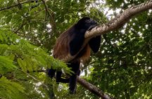 Tamarind Mangrove Tour and Wildlife Watching